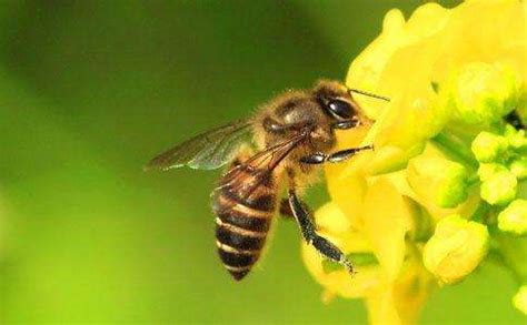 蜜蜂飞进家里风水|慈世堂：蜜蜂入宅的风水意义及风水禁忌！